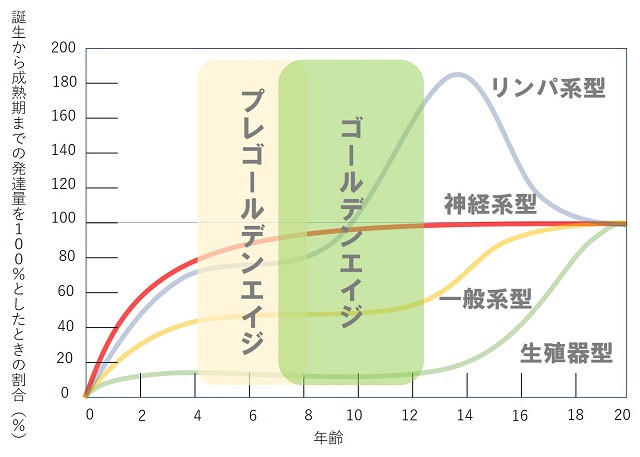 スキャモンの発育曲線図YSC1